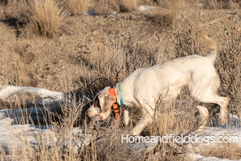 A Nice female English Setter working for her partners in the field