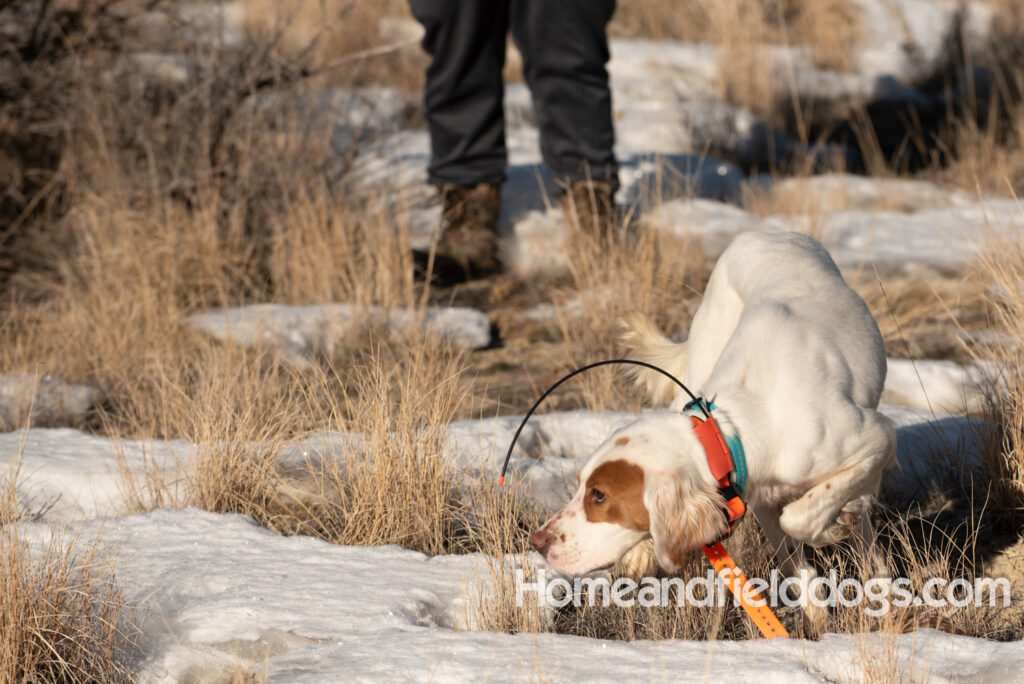 A Nice female English Setter working for her partners in the field