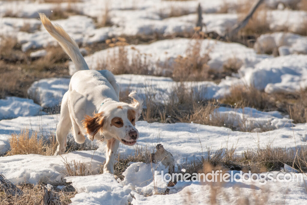 A Nice female English Setter working for her partners in the field