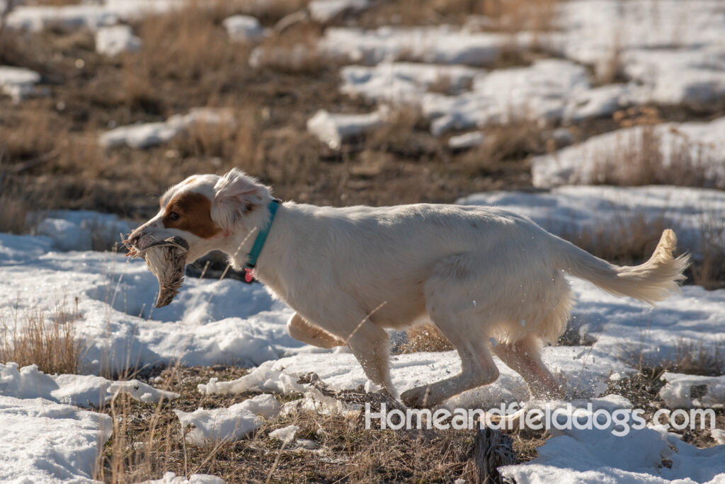 A Nice female English Setter working for her partners in the field