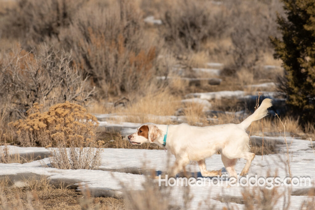 A Nice female English Setter working for her partners in the field