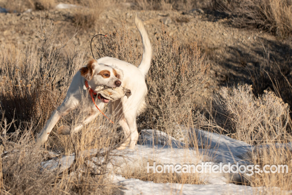 A Nice female English Setter working for her partners in the field