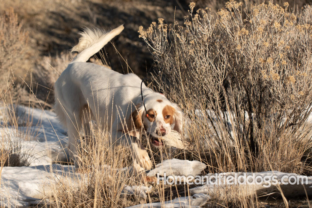A Nice female English Setter working for her partners in the field