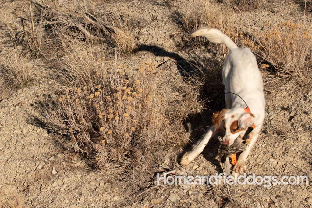 A Nice female English Setter working for her partners in the field