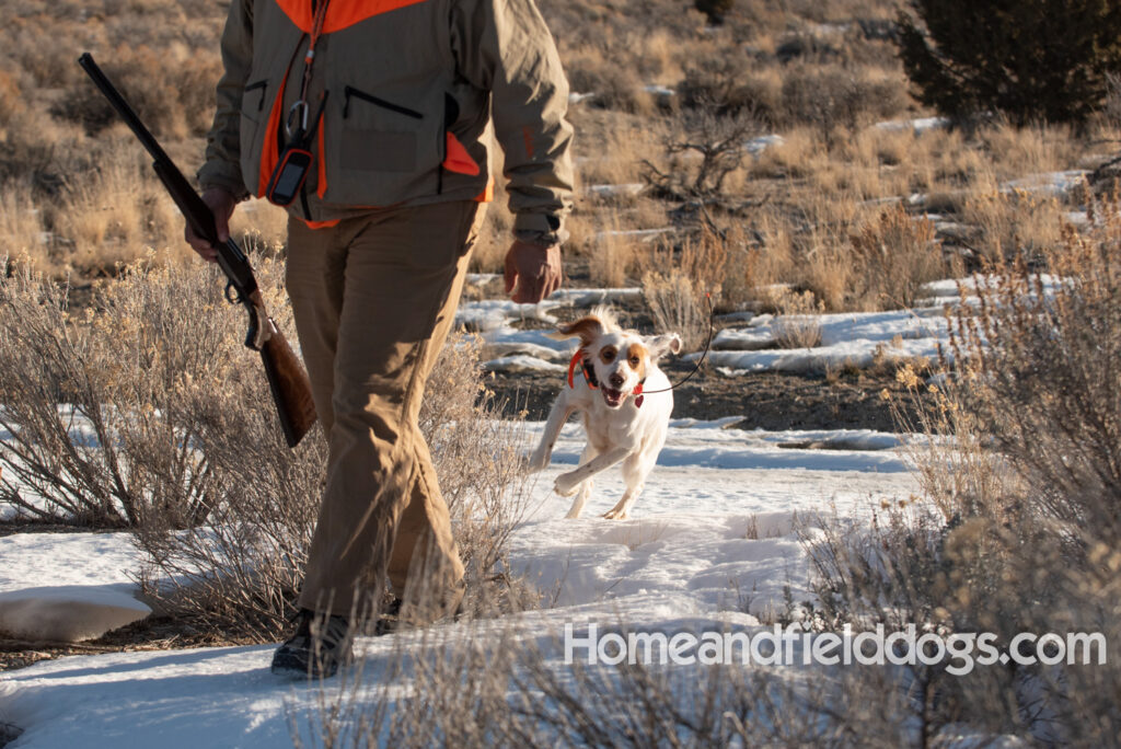 A Nice female English Setter working for her partners in the field