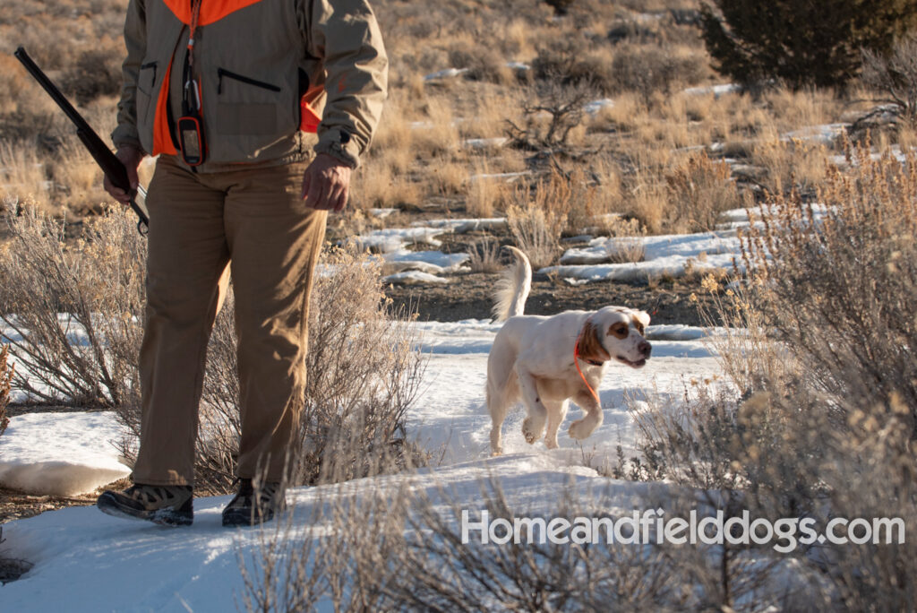 A Nice female English Setter working for her partners in the field