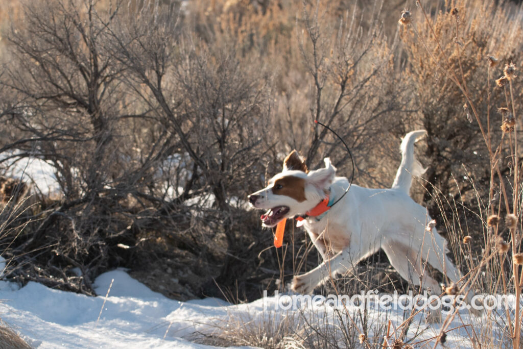 A Nice female English Setter working for her partners in the field