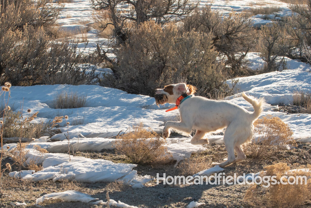 A Nice female English Setter working for her partners in the field