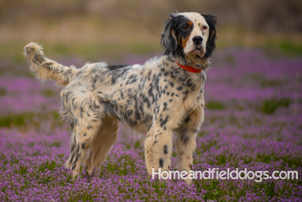 Stacey a beautiful english setter
