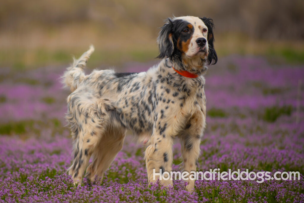 Stacey a beautiful english setter