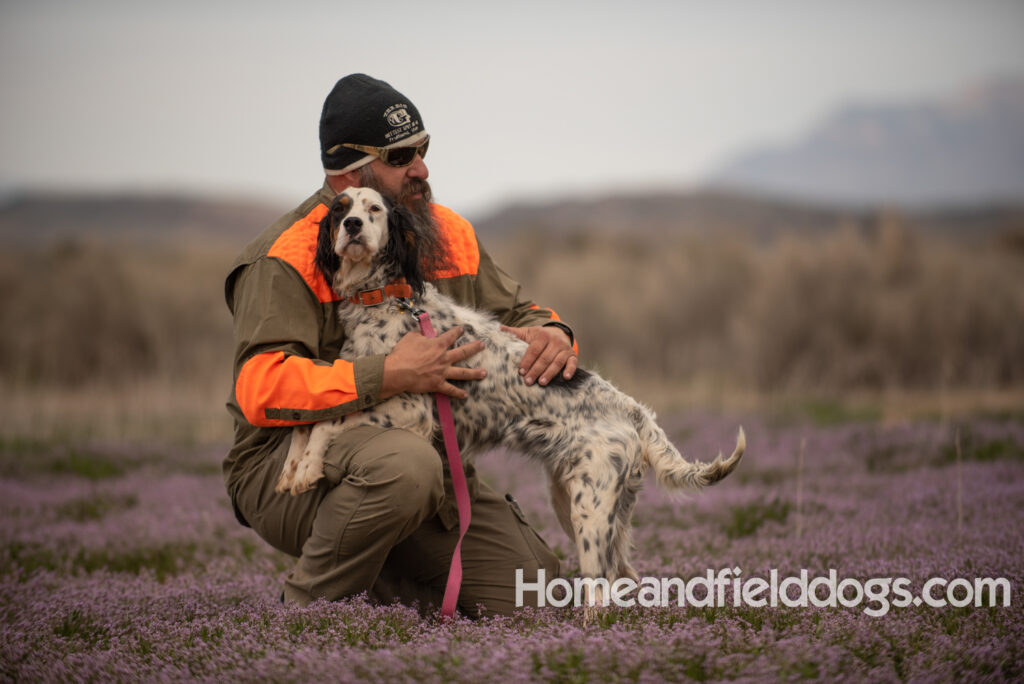 Stacey a beautiful english setter