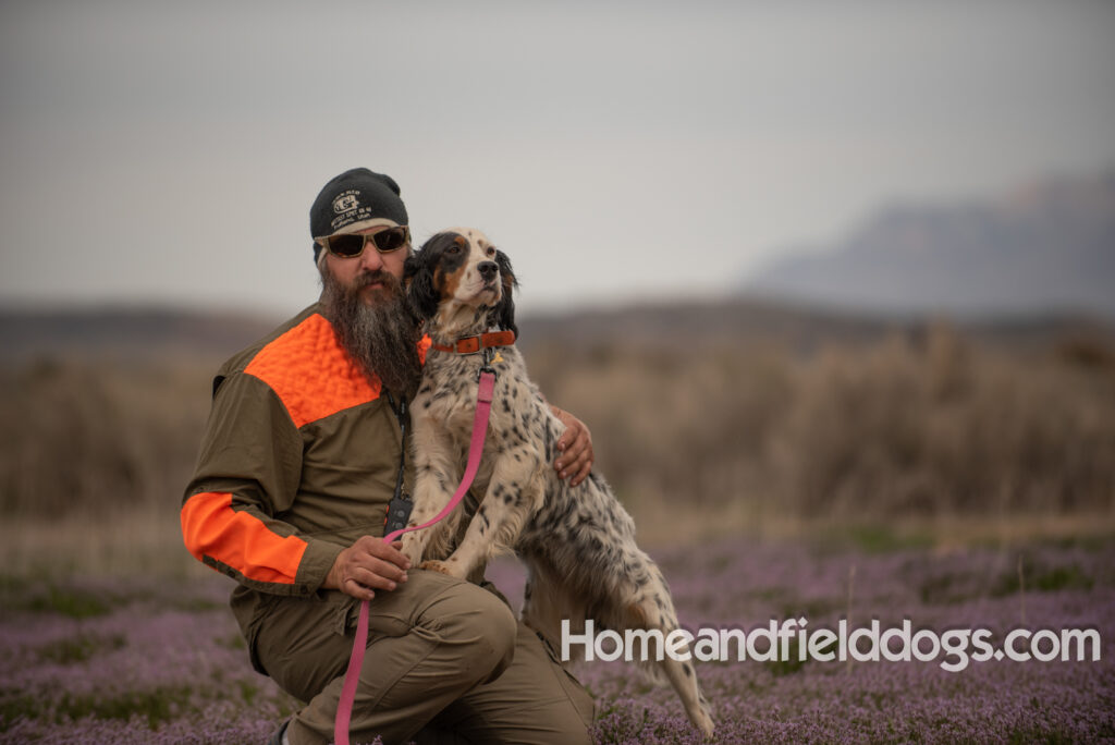 Stacey a beautiful english setter