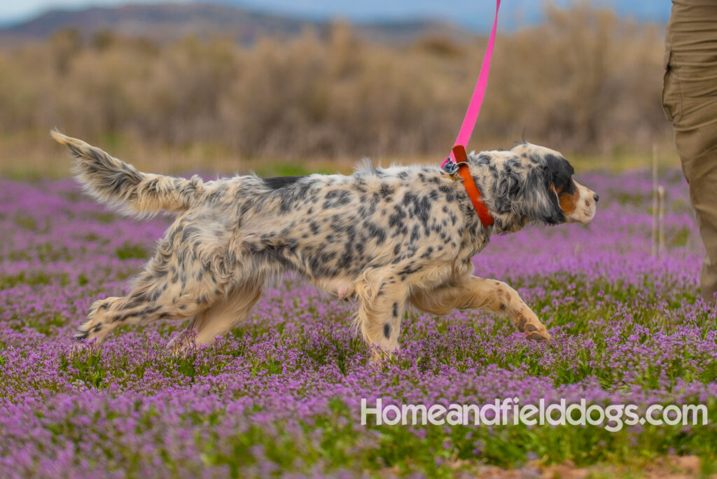 Stacey a beautiful english setter