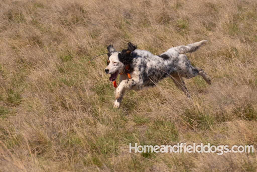 Stacey a beautiful english setter