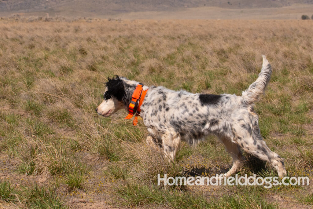 Stacey a beautiful english setter