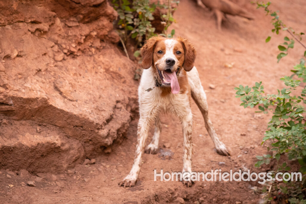Orange and White Roan coat on this active French Brittany