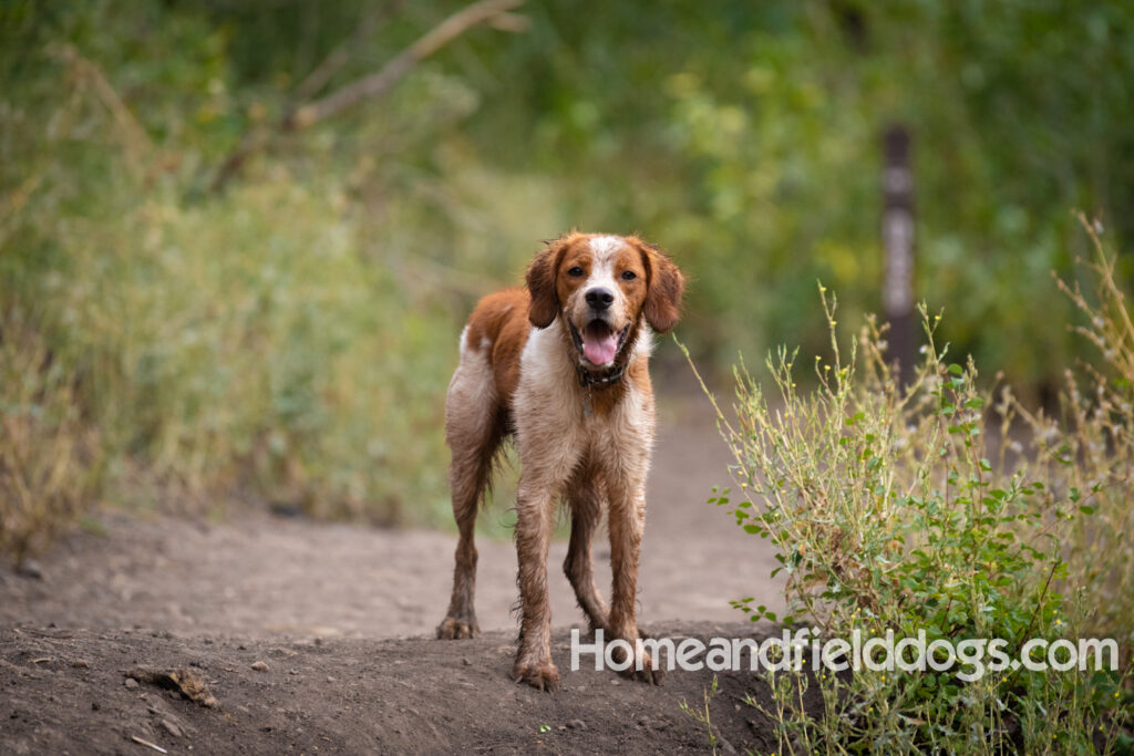 Orange and White Roan coat on this active French Brittany