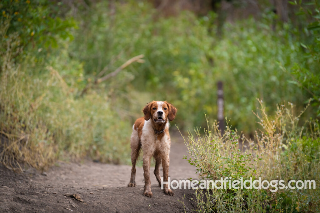 Orange and White Roan coat on this active French Brittany