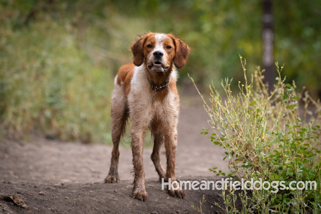 Orange and White Roan coat on this active French Brittany
