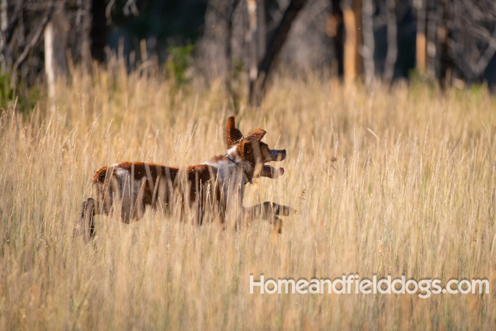 Orange and White Roan coat on this active French Brittany