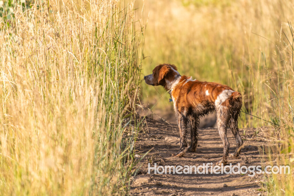 Orange and White Roan coat on this active French Brittany