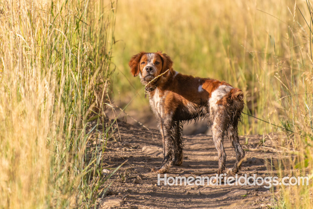 Orange and White Roan coat on this active French Brittany