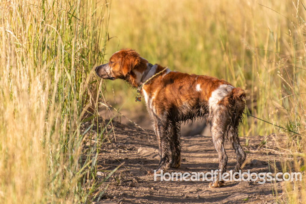 Orange and White Roan coat on this active French Brittany
