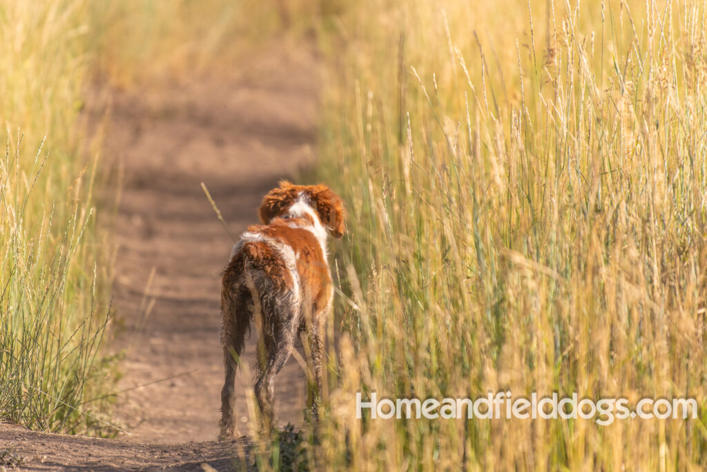 Orange and White Roan coat on this active French Brittany