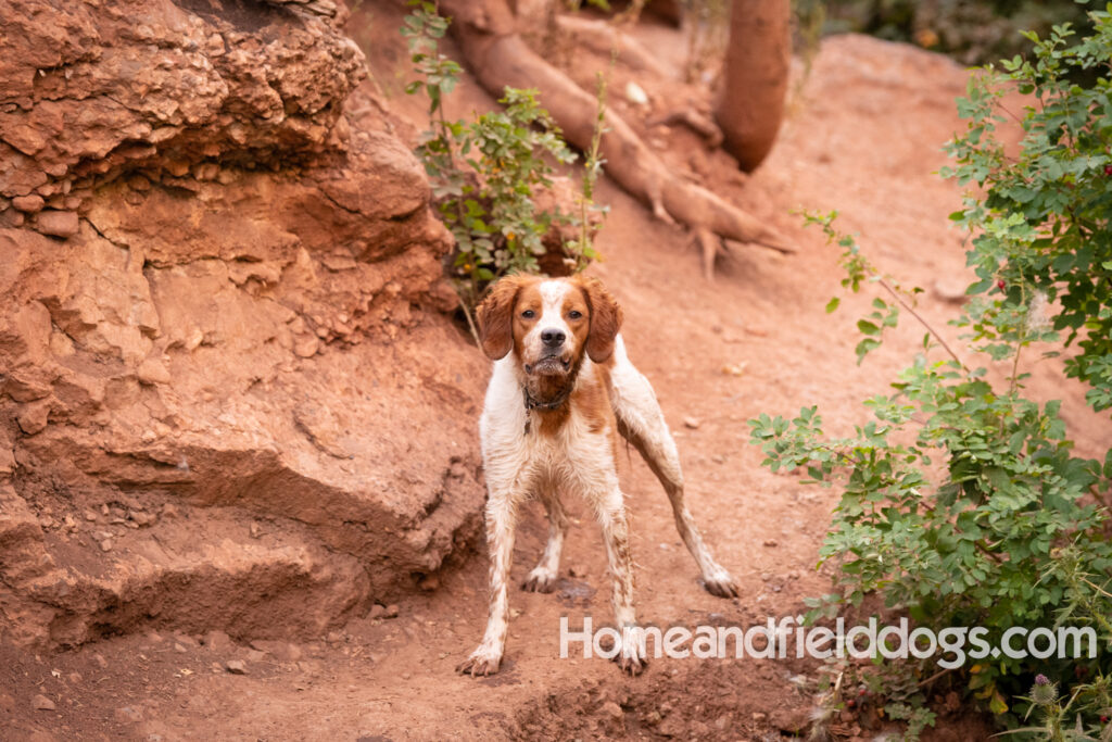 Orange and White Roan coat on this active French Brittany