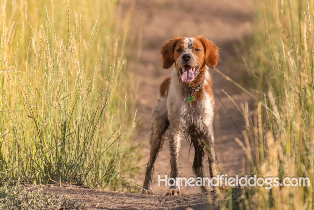 Orange and White Roan coat on this active French Brittany