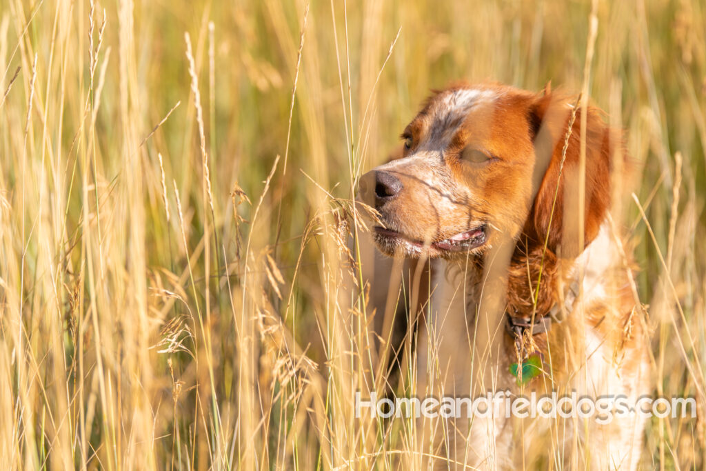 Orange and White Roan coat on this active French Brittany
