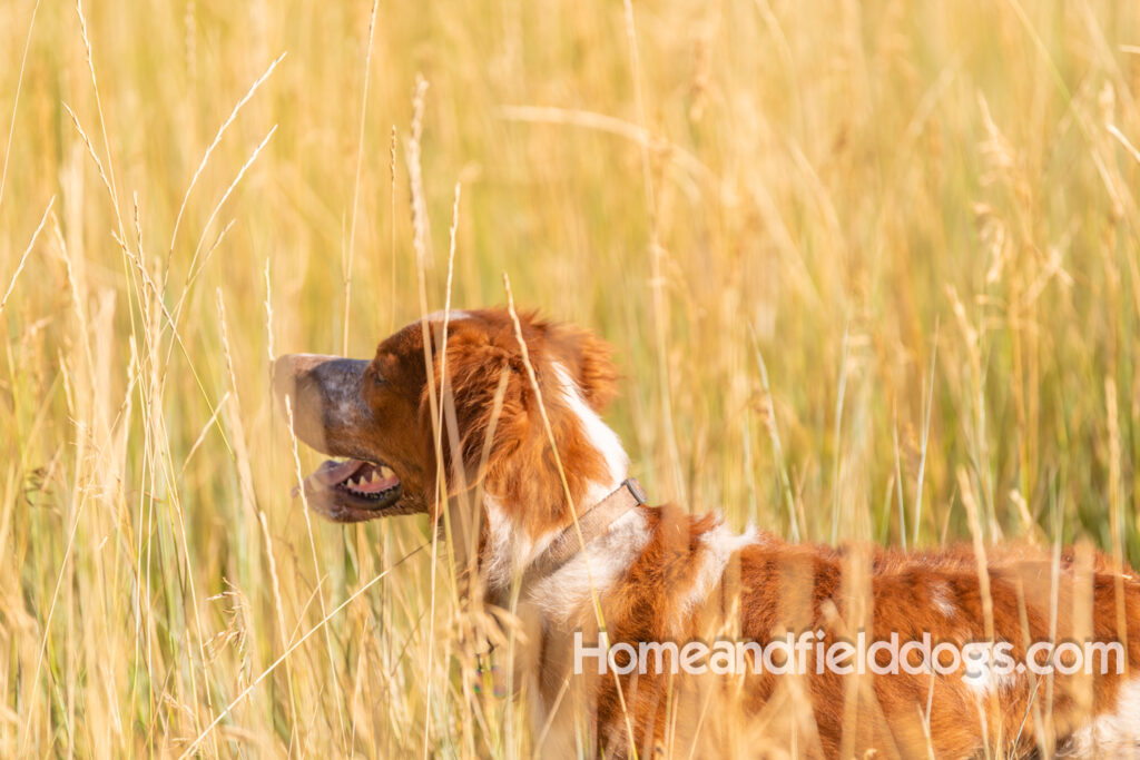 Orange and White Roan coat on this active French Brittany