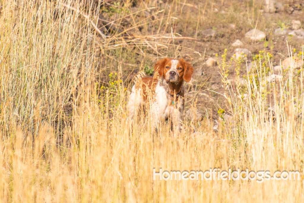 Orange and White Roan coat on this active French Brittany