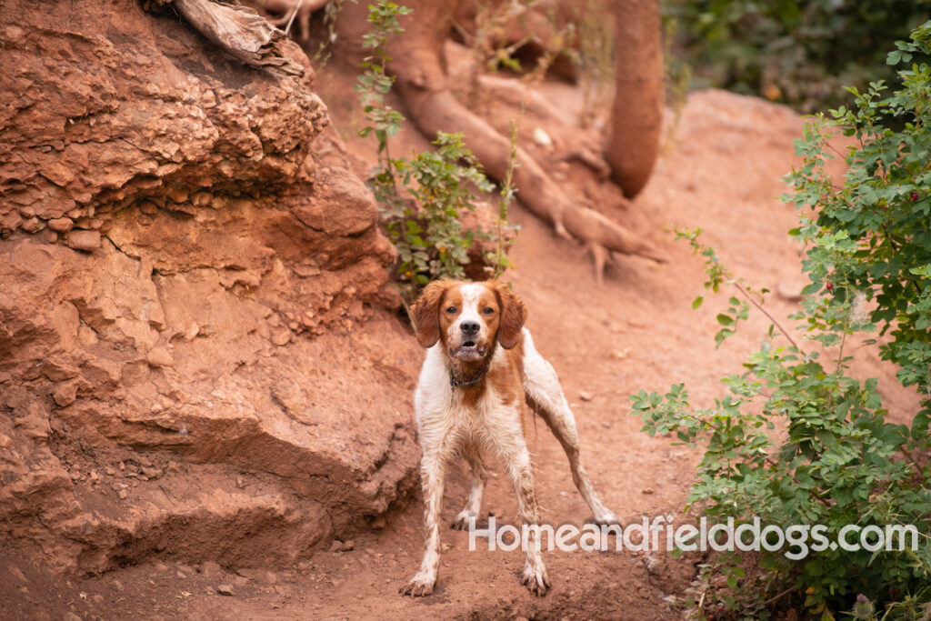 Orange and White Roan coat on this active French Brittany