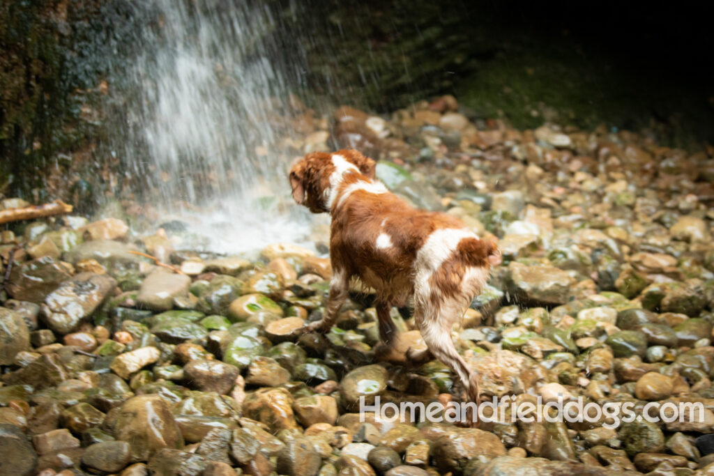 Orange and White Roan coat on this active French Brittany