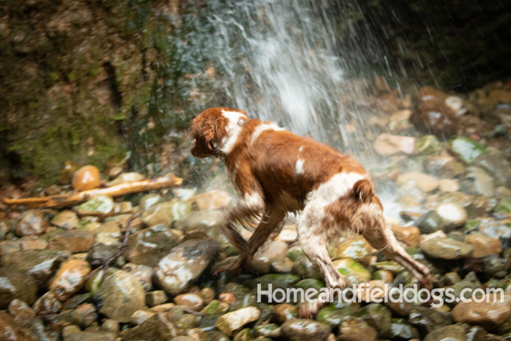 Orange and White Roan coat on this active French Brittany