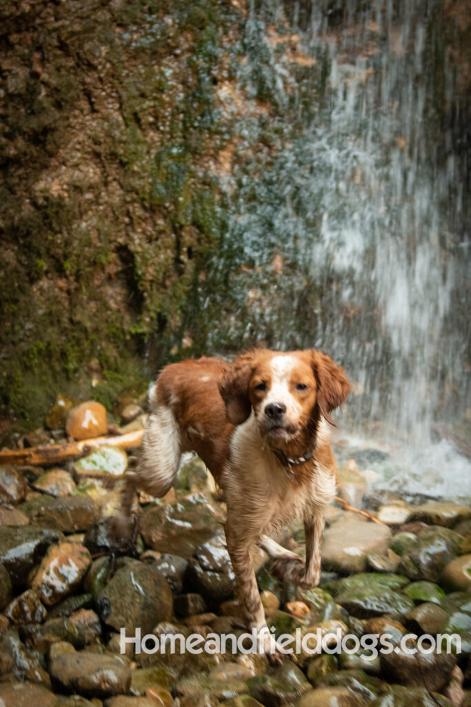 Orange and White Roan coat on this active French Brittany