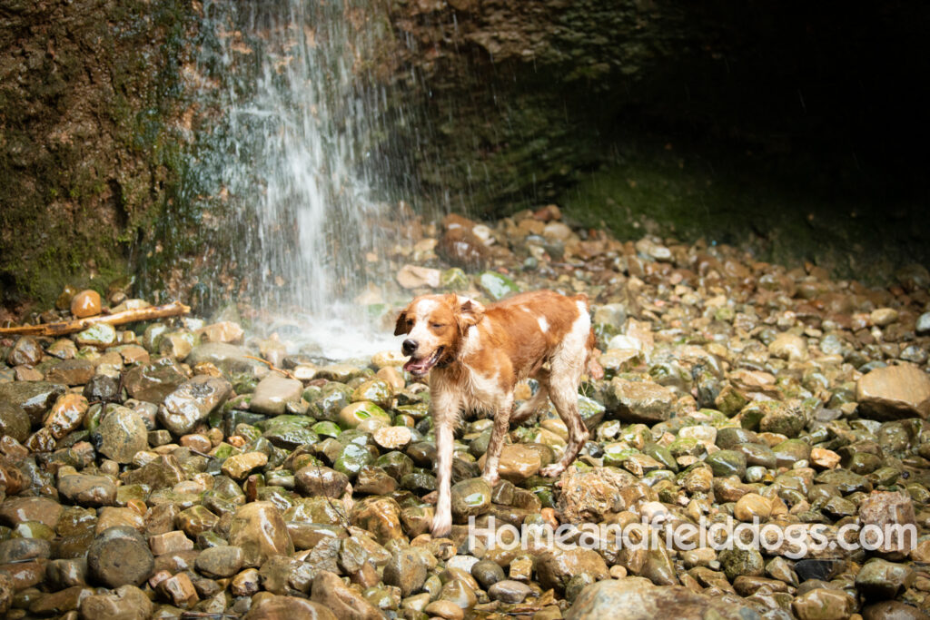 Orange and White Roan coat on this active French Brittany
