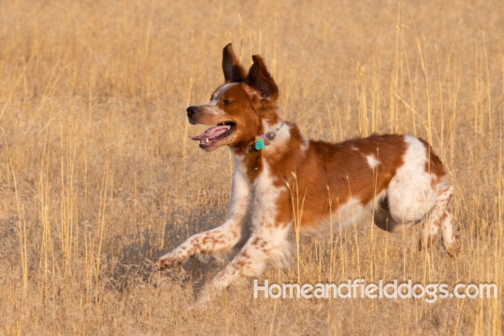 Orange and White Roan coat on this active French Brittany