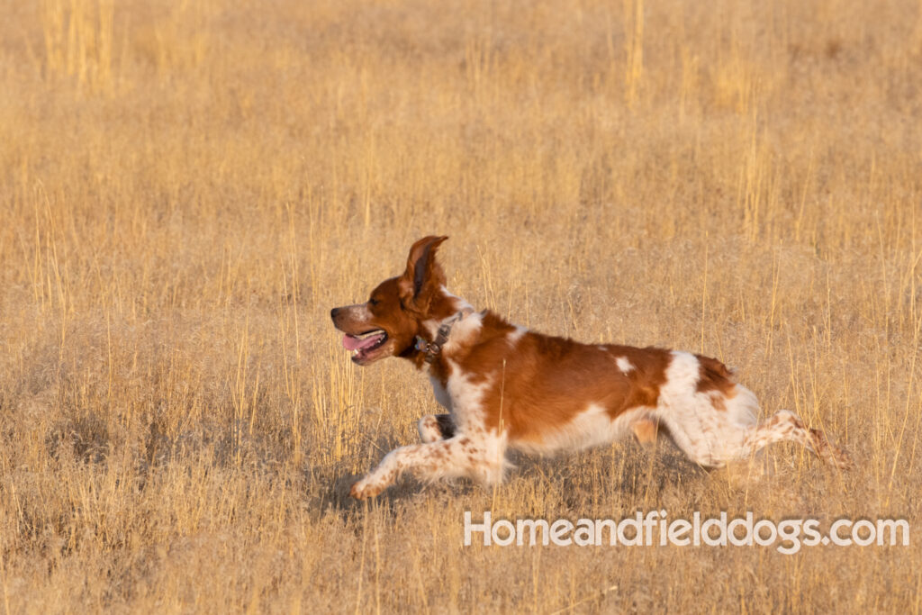 Orange and White Roan coat on this active French Brittany