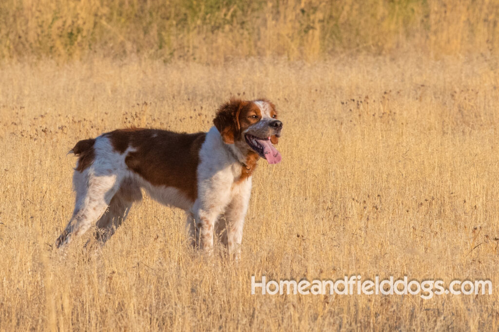 Orange and White Roan coat on this active French Brittany