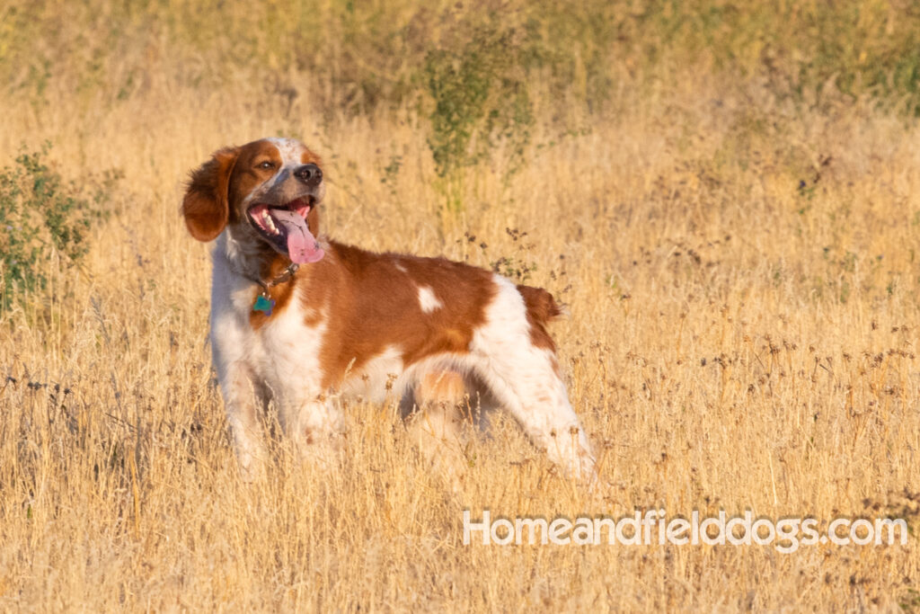 Orange and White Roan coat on this active French Brittany
