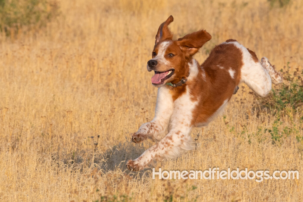 Orange and White Roan coat on this active French Brittany