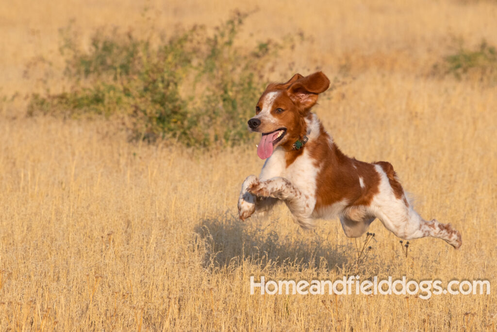 Orange and White Roan coat on this active French Brittany