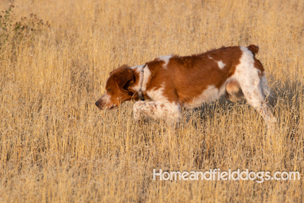 Orange and White Roan coat on this active French Brittany