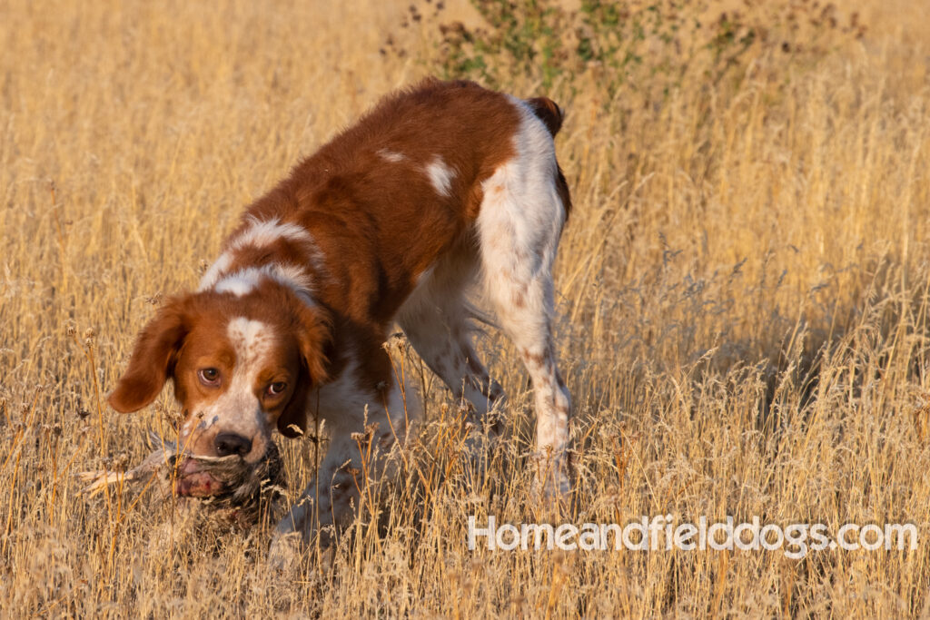 Orange and White Roan coat on this active French Brittany