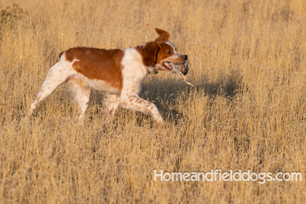 Orange and White Roan coat on this active French Brittany