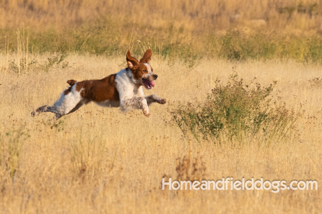 Orange and White Roan coat on this active French Brittany