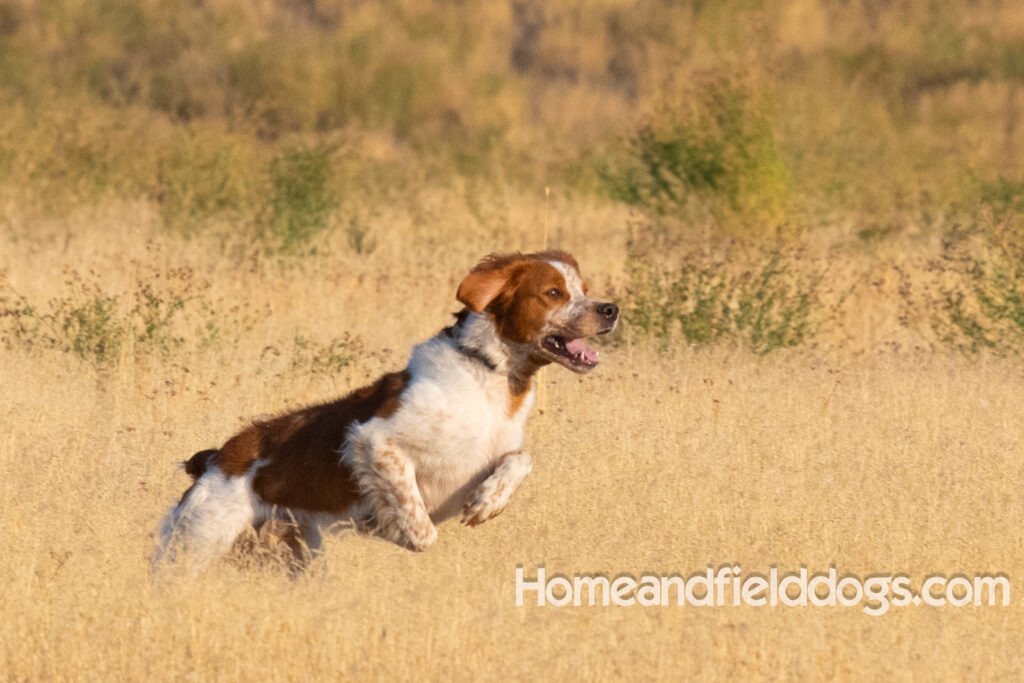 Orange and White Roan coat on this active French Brittany