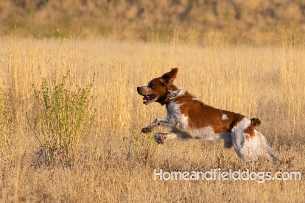 Orange and White Roan coat on this active French Brittany